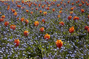 Images Dated 10th October 2012: Tulips, Ashburton Domain, Mid-Canterbury, South Island, New Zealand