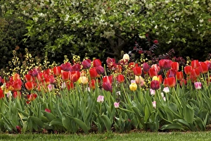 Images Dated 31st March 2012: Tulips, Audubon neighborhood, Louisville, KY