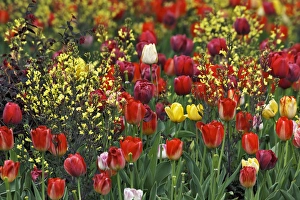 Images Dated 31st March 2012: Tulips, Audubon neighborhood, Louisville, KY