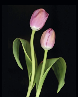 Images Dated 10th April 2015: Tulips on Black Background