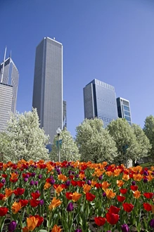 Sky Scraper Prints: Tulips in bloom at Millennium Park in Chicago, Illinois, USA