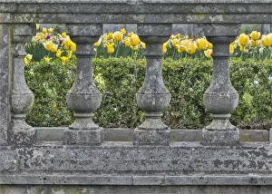 Formal Garden Prints: Tulips blooming next to Chanticleer House, Chanticleer Garden, Wayne, Pennsylvania