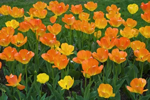 Glow Prints: Tulips at the Boston Public Garden, Boston, Massachusetts USA