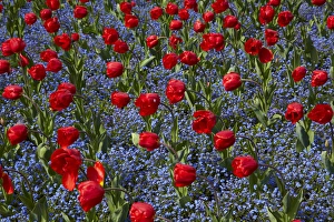 Images Dated 7th October 2014: Tulips, Botanic Gardens, Hagley Park, Christchurch, Canterbury, South Island, New Zealand