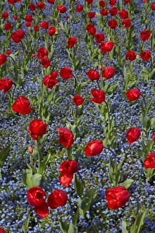 South Is Prints: Tulips, Botanic Gardens, Hagley Park, Christchurch, Canterbury, South Island, New Zealand