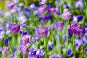 Normandy Prints: Tulips at Claude Monet house and gardens, Giverny, France
