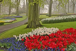 Planted Prints: Tulips and daffodils, Keukenhof Gardens, Lisse, Netherlands