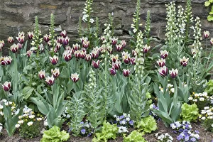 Chanticleer Prints: Tulips and foxglove along stone wall, Chanticleer Garden, Wayne, Pennsylvania