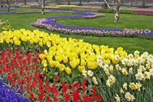 Grape Hyacinth Prints: Tulips, Grape Hyacinth