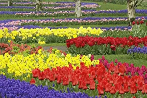 Grape Hyacinth Prints: Tulips, Grape Hyacinth, and Daffodils, Keukenhof Gardens, Lisse, Netherlands