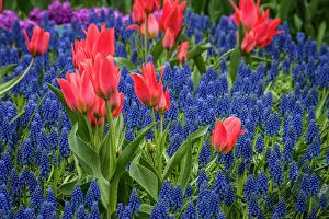 Bunch Prints: Tulips growing amidst clusters of grape hyacinths