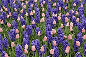 Images Dated 24th April 2008: Tulips and hyacinth flowers, Keukenhof Gardens, Lisse, Netherlands
