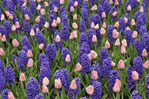Planted Prints: Tulips and hyacinth flowers, Keukenhof Gardens, Lisse, Netherlands