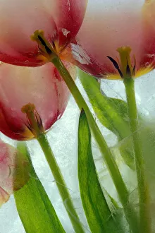 Dennis Kirkland Prints: Tulips in ice
