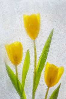 Images Dated 5th December 2021: Tulips in ice