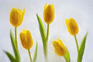 Images Dated 5th December 2021: Tulips in ice