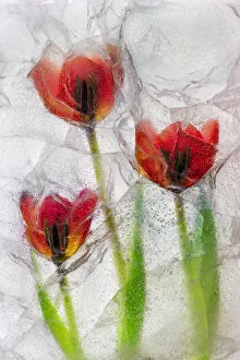 Images Dated 4th December 2021: Tulips in ice