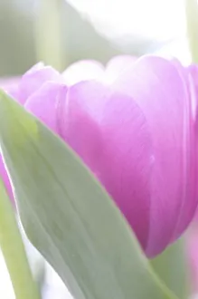 Keukenhof Prints: Tulips, Keukenhoff Gardens, Netherlands