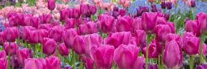 Planting Prints: Tulips in mass planting