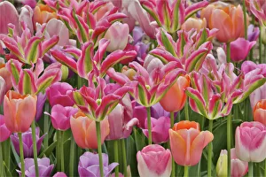 Bulb Prints: Tulips in planters, formal garden. Mt. Cuba Center, Hockessin, Delaware