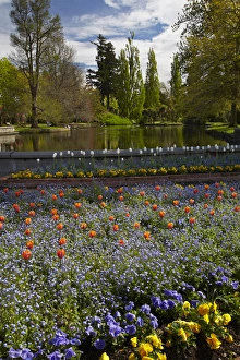Tulips and pond, Ashburton Domain, Mid-Canterbury, South Island, New Zealand