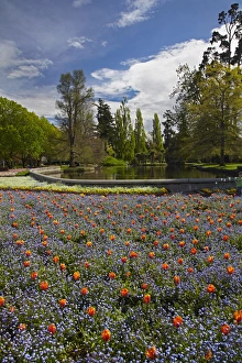 Domain Prints: Tulips and pond, Ashburton Domain, Mid-Canterbury, South Island, New Zealand