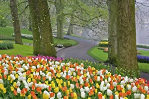 Images Dated 24th April 2008: Tulips and roadway, Keukenhof Gardens, Lisse, Netherlands