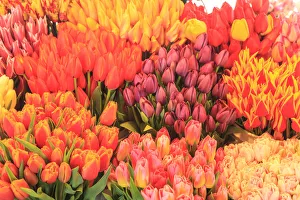 Seattle Prints: Tulips for sale