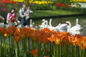 Tulips, tourists and swans in Keukenhof Gardens, Amsterdam, Netherlands