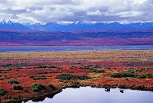 Gorgeous Prints: The tundra of Denali National Park in the late summer with two moose in a pond