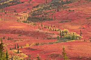 The tundra of Denali National Park in the late summer turns bright red from the blueberries