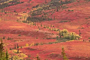 Charles Sleicher Prints: The tundra of Denali National Park in the late summer turns bright red from the blueberries
