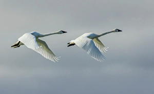 Sub Arctic Prints: Tundra swan pair flying over the arctic tundra of Northern Manitoba