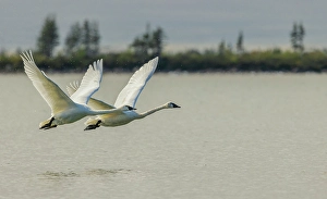 Sub Arctic Prints: Tundra swan pair taking flight from an sub-arctic tundra pond of Northern Manitoba