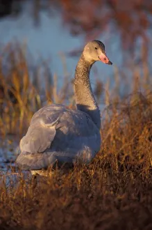 1002 Coastal Plain Prints: Tundra Swan or Whistling swan nesting, 1002 coastal plain, Arctic National Wildlife Refuge