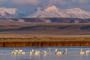 Images Dated 2021 April: Tundra Swans with Ear Mountain in background during spring migration at Freezeout Lake