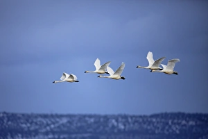Migrate Prints: Tundra Swans in flight, Cygnus columbianus, Klamath Basin, Klamath Falls, Oregon
