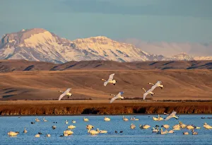 Tundra swans at Freezeout Lake Wildlife Management Area near Choteau, Montana, USA