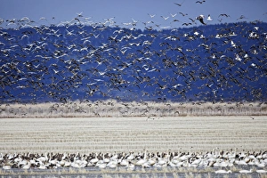 Geese Prints: Tundra Swans and Greater White-fronted geese in flight, Klamath Basin, Klamath Falls