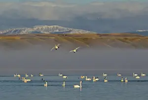 Swan Prints: Tundra Swans and northern pintail ducks at Freezeout Lake WMA along the Rocky Mountain