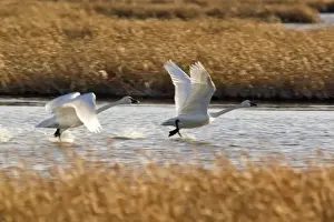 Swan Prints: Tundra Swans prepare for flight at Freezeout Lake NWR in Montana