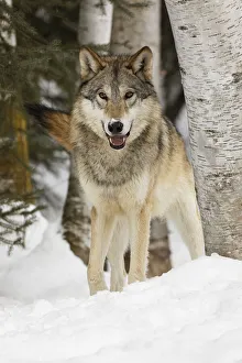 Prints of Tundra wolf, Canis lupus albus, in winter, controlled situation, Montana Images Dated 2019 July: Tundra wolf, Canis lupus albus, in winter, controlled situation, Montana