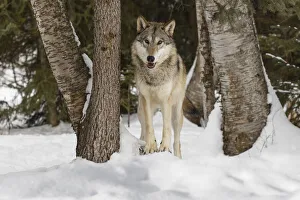 Images Dated 4th July 2019: Tundra wolf, Canis lupus albus, in winter, controlled situation, Montana