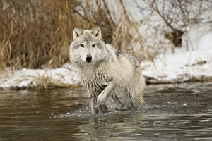 Images Dated 4th July 2019: Tundra wolf, Canis lupus albus, in winter, controlled situation, Montana