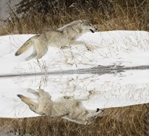 Prints of Tundra wolf running, Canis lupus albus, in winter, controlled situation, Montana Images Dated 2019 July: Tundra wolf running, Canis lupus albus, in winter, controlled situation, Montana