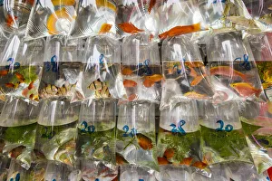 Fish Prints: Tung Choi Street Goldfish Market, Mongkok, Kowloon, Hong Kong, China