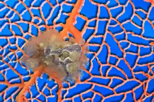 Sulawesi Prints: tunicates on sea fan, Scuba Diving at Tukang Besi / Wakatobi Archipelago Marine Preserve