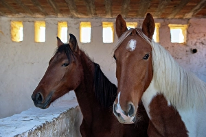 Looking At Camera Prints: Tunisia, Africa. Two beautiful horses in a cement barn