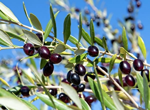 Images Dated 25th June 2024: Tunisia, Africa. Close view of ripe olives on a tree