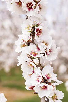Tunisia Prints: Tunisia. Almond blossoms in orchard